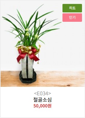 동양난 A