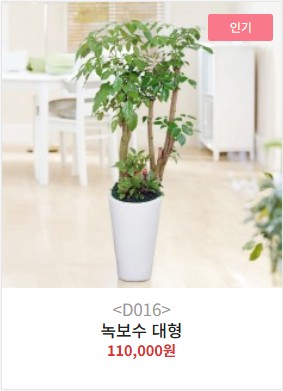 개업화분 특대형