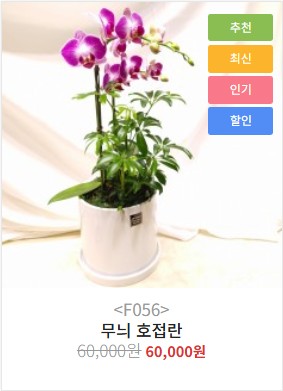 서양란(호접란) A