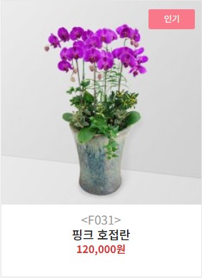 서양란(호접란) B